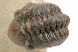 Partially Enrolled Reedops Trilobite - Aatchana, Morocco #235691-3